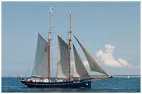 Heringslogger Gallant