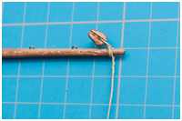 Brassenschenkel der Marsrahen