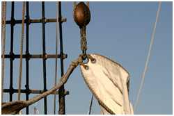 Kauschen im Original